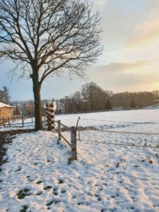 Boom in sneeuwlandschap